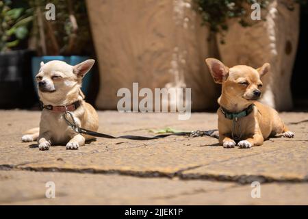 Deux beaux chiens chihuahua se trouvent sur le paiement de pierre de près Banque D'Images