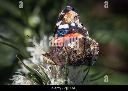 L'amiral rouge avec ses ailes vers le haut vu du côté. Banque D'Images