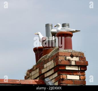 Les deux mouettes perchées sur le toit Banque D'Images