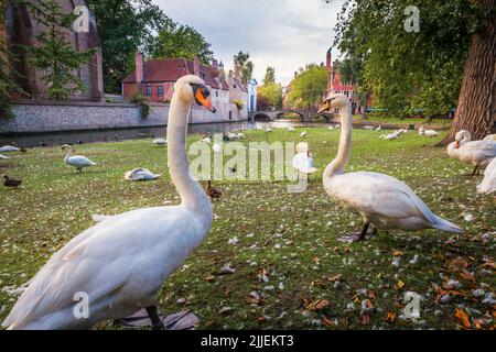 Gros plan des cygnes dans un parc botanique paisible près du Béguinage, Bruges, Belgique Banque D'Images