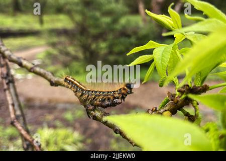 Tente caterpillar prêt à grignoter sur une feuille savoureuse Banque D'Images