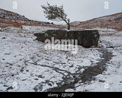 Hivernal arbre de Holly seul balayé par le vent (Ilex aquiifolium) croissant dans la crevasse dans de grands rochers dans les collines enneigées nr Easedale Tarn Grasmere,Cumbria,Angleterre, Royaume-Uni Banque D'Images