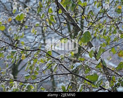 Fonte de la neige sur les feuilles de l'arbre Hazel (Corylus avellana) donnant des reflets étincelants sous un faible soleil après la tempête d'hiver - Rydal Water, Cumbria, Angleterre, Royaume-Uni Banque D'Images