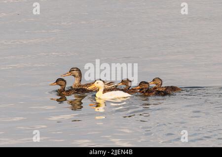 mallard (Anas platyrhynchos), femelle avec poussins, l'une d'entre elles manque des couleurs ou adoptée, Allemagne, Bavière Banque D'Images