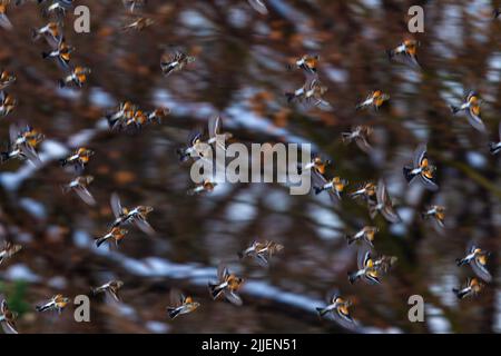 Brambling (Fringilla montifringilla), flock en vol, Allemagne, Hesse Banque D'Images