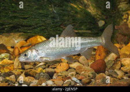 Dace (Leuciscus leuciscus), nage de galets d'ober, Allemagne Banque D'Images