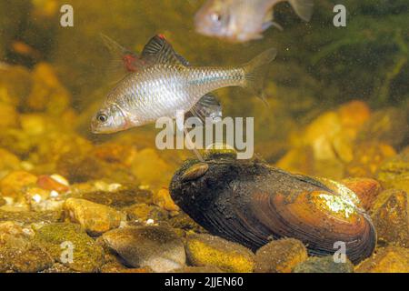 Bitterling (Rhodeus amarus, Rhodeus sericeus, Rhodeus sericeus amarus), femelle frayant dans une moule de peintre, avec mâle, Allemagne Banque D'Images