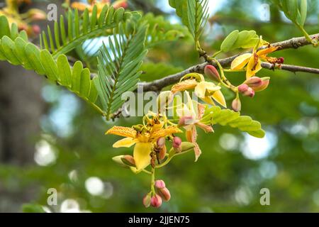 Tamarind (Tamarindus indica), fleurs, gros plan, Thaïlande Banque D'Images