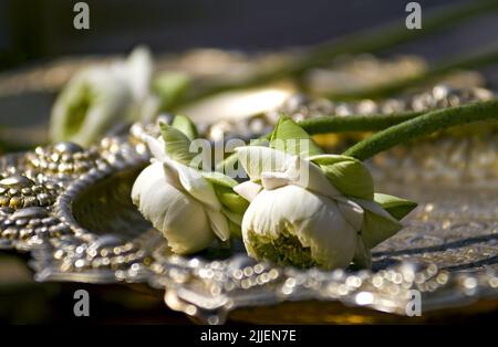 Lotus indien de l'est (Nelumbo nucifera), deux fleurs blanches de Lotus utilisées comme offre bouddhiste sur une plaque en métal argenté et doré Banque D'Images