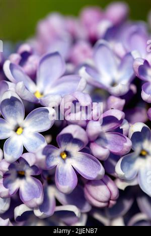 Lilas commun (Syringa vulgaris), fleurs Banque D'Images