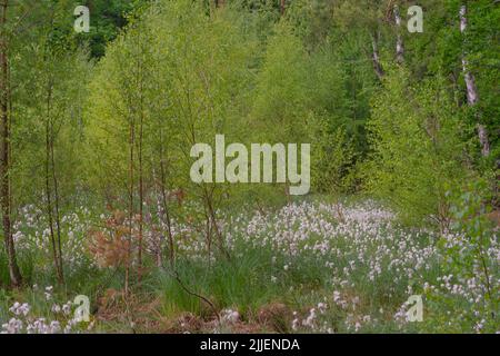 Coton-herbe commune, coton-herbe à feuilles étroites (Eriophorum angustifolium), ressort dans la zone humide Amtsvenn avec la fructification de l'herbe de coton, Allemagne, Banque D'Images