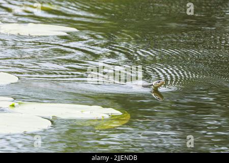 Couleuvre d'herbe (Natrix natrix), nageant dans le lac à travers un champ de nénuphars, vue latérale, Allemagne, Bavière Banque D'Images