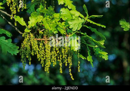 Chêne commun, chêne pédonculé, chêne anglais (Quercus robur, Quercus pedunculata), inflorescences, Allemagne Banque D'Images