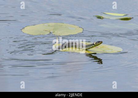 Couleuvre d'herbe (Natrix natrix), nageant dans le lac à travers un champ de nénuphars, vue latérale, Allemagne, Bavière Banque D'Images