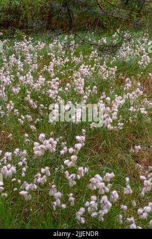 Coton-herbe commune, coton-herbe à feuilles étroites (Eriophorum angustifolium), ressort dans la zone humide Amtsvenn avec la fructification de l'herbe de coton, Allemagne, Banque D'Images