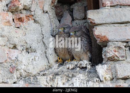 Kestrel européen, Kestrel eurasien, Kestrel ancien monde, Kestrel commun (Falco tinnunculus), deux juvéniles dans leur grotte de reproduction dans un ancien moulin, Banque D'Images