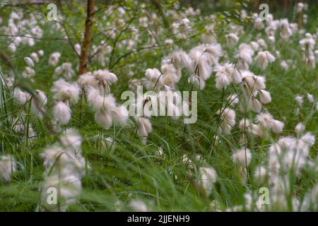 Coton-herbe commune, coton-herbe à feuilles étroites (Eriophorum angustifolium), ressort dans la zone humide Amtsvenn avec la fructification de l'herbe de coton, Allemagne, Banque D'Images