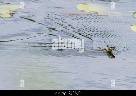 Couleuvre d'herbe (Natrix natrix), nageant dans le lac à travers un champ de nénuphars, vue latérale, Allemagne, Bavière Banque D'Images