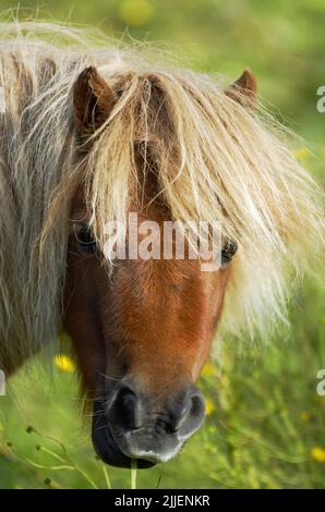 Poney Shetland (Equus przewalskii F. cabalus), debout sur le paddock, portrait Banque D'Images