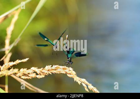 Blackwings bagués, bagués agrion, bagués (Calopteryx splendens, demoiselle Agrion splendens), rivalisant avec les hommes, de l'Allemagne, la Bavière Banque D'Images