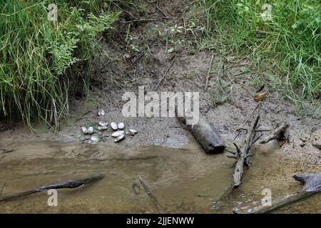 Loutre de rivière européen, loutre européenne, loutre eurasien (Lutra lutra), moules de rivière opterminées, lieu de nourrissage, Morne de rivière, Allemagne, Bavière, Fluss Murn Banque D'Images