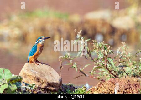 rivière kingfisher (Alcedo atthis), perchée sur une pierre, Allemagne, Hesse Banque D'Images