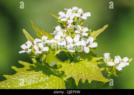 Moutarde à l'ail, ail à haies, Jack-by-the-haie (Alliaria petiolata), floraison, Allemagne, Bavière, Isental Banque D'Images