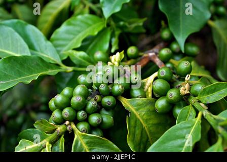 Café arabe (Coffea arabica), fruits immatures Banque D'Images