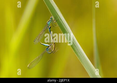 Petit ischnura, rare damselfly à queue bleue, petit bluetail (Ischnura pumilio), roue correspondante, Allemagne, Bavière, Erdinger Moos Banque D'Images