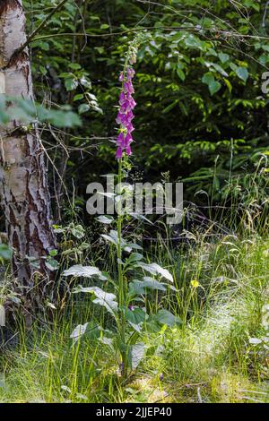 Foxygant commun, foxygant violet (Digitalis purpurea), floraison, Allemagne, Bavière Banque D'Images