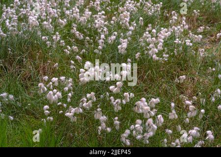 Coton-herbe commune, coton-herbe à feuilles étroites (Eriophorum angustifolium), ressort dans la zone humide Amtsvenn avec la fructification de l'herbe de coton, Allemagne, Banque D'Images