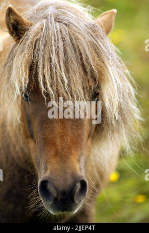 Poney Shetland (Equus przewalskii F. cabalus), debout sur le paddock, portrait Banque D'Images