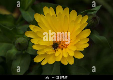 Un regard sur la vie en Nouvelle-Zélande: Mon jardin biologique et comestible. Fleurs comestibles de Calendula, utilisées pour décorer des salades succulents. Banque D'Images