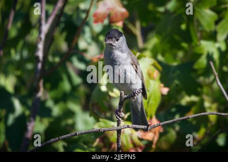 Casquette noire mâle (Sylvia atricapilla) assise dans les branches Banque D'Images