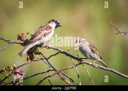 Paire d'épars de maison (Passer domesticus) assis dans des branches Banque D'Images