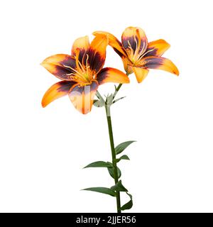 Fleurs de nénuphars isolées sur fond blanc Banque D'Images