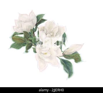 Fleurs de Magnolia sur fond blanc. Aquarelle image. Banque D'Images