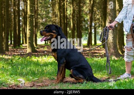 Rottweiler dans la forêt pour une promenade, sur une laisse. Photo de haute qualité Banque D'Images