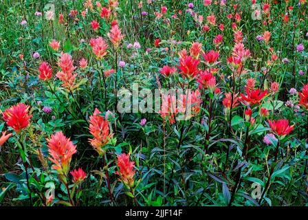 Un pré rural rempli de fleurs de pinceaux indiens qui poussent à l'état sauvage dans les régions rurales du Canada de l'Alberta Banque D'Images