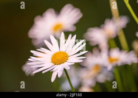 Fleurs de Marguerite poussant dans un champ ou un jardin lors d'une journée ensoleillée à l'extérieur. Leucanthemum vulgare ou pâquerettes de l'espèce asteraceae avec Banque D'Images