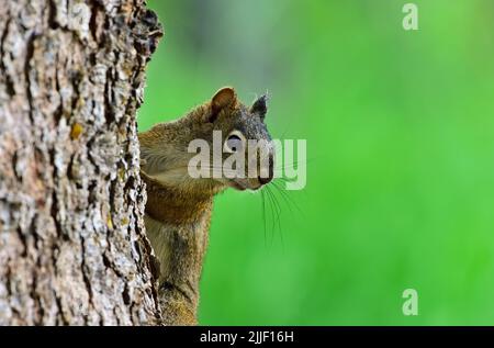 Un écureuil rouge sauvage, Tamiasciurus hudsonicus, qui grimpe un grand tronc d'épinette, s'arrête pour un coup d'œil sur ses environs. Banque D'Images