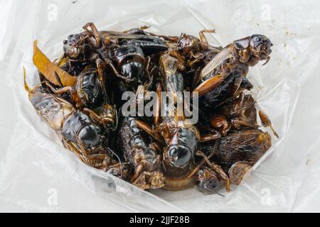 En-cas thaïlandais, punaises frites dans une casserole avec ail, gingembre et sauce de poisson Banque D'Images