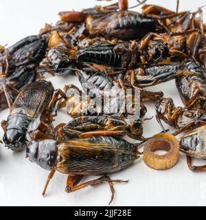 En-cas thaïlandais, punaises frites dans une casserole avec ail, gingembre et sauce de poisson Banque D'Images