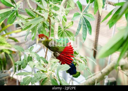 Portrait de Turaco à crête rouge dans un sanctuaire d'oiseaux Banque D'Images