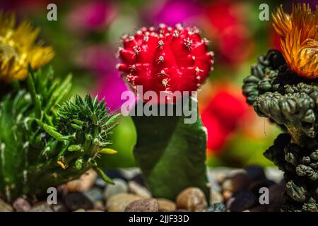 Cactus rouge Banque D'Images