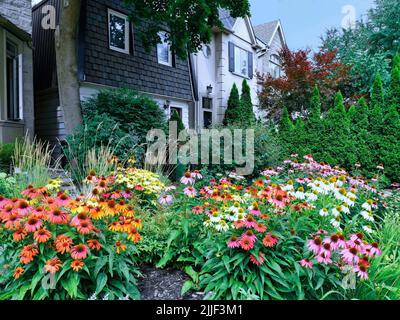 Jardin à la maison avec grande plantation de fleurs en cône dans diverses couleurs Banque D'Images