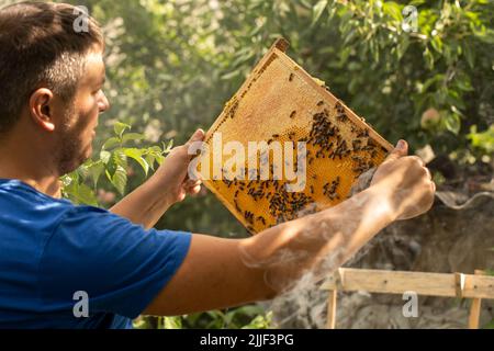 Un homme avec un cadre dans ses mains examine des nids de miel avec des abeilles et du miel. Le travail de l'apiculteur près des ruches dans la nature Banque D'Images