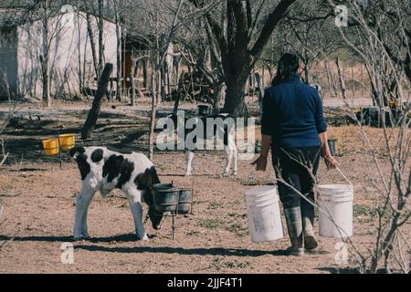 Salta, Argentine. 13th juillet 2022. Farmworker apporte de la nourriture aux veaux. Cette laiterie est située à la périphérie de Salta, en Argentine, et compte environ 800 vaches. Les vaches femelles sont inséminées artificiellement pour la première fois à l'âge de 15 mois. La grossesse d'une vache, c'est comme celle d'un humain, dure neuf mois. Une fois que le veau est né, la vache est traitée quotidiennement par la machine. En moyenne, six à huit semaines après la naissance du veau, la vache est de nouveau insémination. Après environ 5-6 ans, elle cesse de donner du lait et l'animal est abattu. (Credit image: © Lara Hauser/SOPA Images via ZUMA Press Wire) Banque D'Images