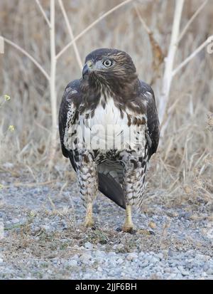 Red-Tent Hawk Juvenile debout sur le sol. Palo Alto Baylands, comté de Santa Clara, Californie, États-Unis. Banque D'Images