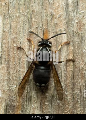 Vue dorsale d'un hornet à tête chauve, Dolichovespula maculata, mastiquer du bois d'une vieille clôture Banque D'Images